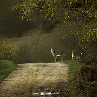 Buy canvas prints of Deer in the New Forest by Jennie Franklin