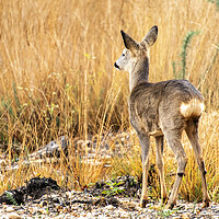Buy canvas prints of Roe Deer in the Grasses by Jennie Franklin