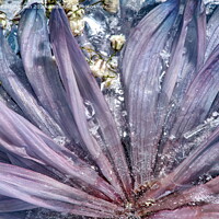 Buy canvas prints of Purple Fingers by Kristina Kitchingman