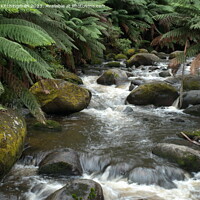 Buy canvas prints of River of Ferns by Kristina Kitchingman