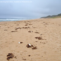 Buy canvas prints of Cuttlefish beach by Kristina Kitchingman