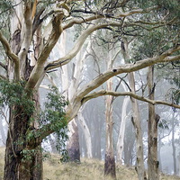 Buy canvas prints of  Trees in the Mist by Kristina Kitchingman