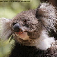 Buy canvas prints of A close up of a koala by Kristina Kitchingman