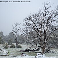 Buy canvas prints of Falls Tree in snow. by Kristina Kitchingman