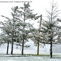 Buy canvas prints of Snow Trees by Kristina Kitchingman