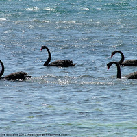 Buy canvas prints of Lamantation of Black Swans by Clive Williams