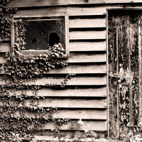 Buy canvas prints of Old Shed, Vynes Estate by Brian Sharland