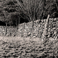 Buy canvas prints of Welsh Dry Stone Wall by Brian Sharland