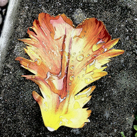 Buy canvas prints of Tulip Petal and Rain Drops by Brian Sharland