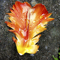 Buy canvas prints of Tulip Petal After Rain Fall by Brian Sharland