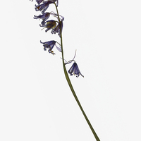 Buy canvas prints of Dried Bluebell by Brian Sharland