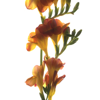 Buy canvas prints of Cut Freesias by Brian Sharland
