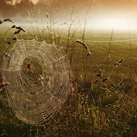 Buy canvas prints of  Web Sunrise by Brian Sharland