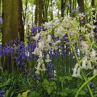 Buy canvas prints of  Whitebells Amongst The Bluebells, Cadbury Clump,  by Brian Sharland