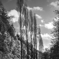 Buy canvas prints of  Line Of Trees, Carhaix, Bretagne, France by Brian Sharland