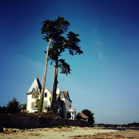 Buy canvas prints of  Pines At Loctudy, Finistère, Bretagne, France by Brian Sharland