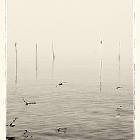 Buy canvas prints of Sandpipers And Buoy Markers, Whitstable by Brian Sharland
