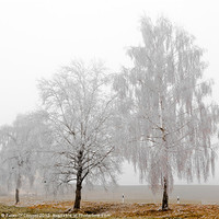 Buy canvas prints of Frosted White Trees by Canvas Landscape Peter O'Connor