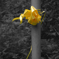 Buy canvas prints of Yellow Ribbon by Liam Ellis