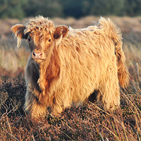 Buy canvas prints of Highland Cattle by Yhun Suarez