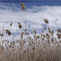 Buy canvas prints of Windswept reeds 1 by Alfani Photography