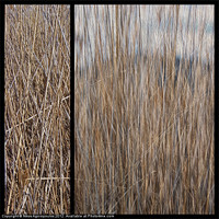 Buy canvas prints of Reeds abstract 2 by Alfani Photography