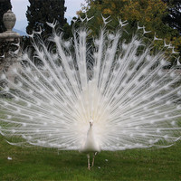 Buy canvas prints of White peacock by Viktorija Brown