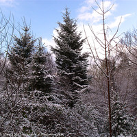 Buy canvas prints of TREE SILHOUETTE SNOW by Jon O'Hara