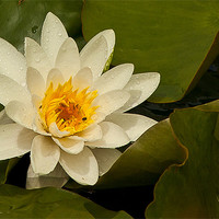 Buy canvas prints of WET WATER LILY by Matthew Burniston