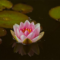 Buy canvas prints of WATER LILY REFLECTION by Matthew Burniston