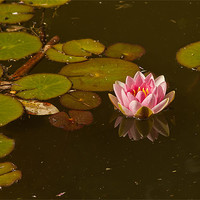 Buy canvas prints of WATER LILY REFLECTION 2 by Matthew Burniston