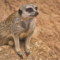 Buy canvas prints of Cheeky face Meerkat by Matthew Burniston