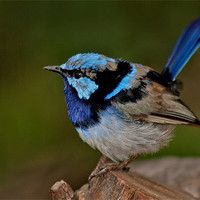 Buy canvas prints of Adult male Superb Fairy wren by Matthew Burniston