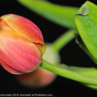 Buy canvas prints of One Little Tulip by Matthew Burniston