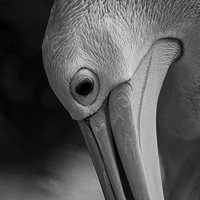 Buy canvas prints of Its a pelicans life by Matthew Burniston