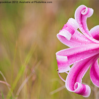Buy canvas prints of african lilly by daniel sprackman