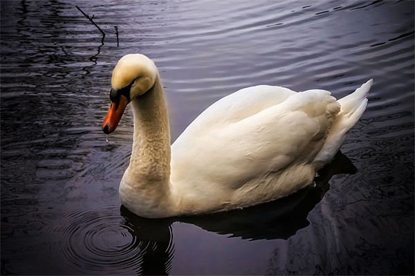 Swan on the River Wye Picture Board by Alan Matkin