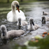 Buy canvas prints of  Baby Swans by David Shackle