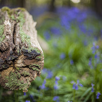Buy canvas prints of  Wood Amongst Bluebells by David Shackle