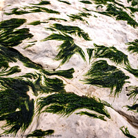 Buy canvas prints of Seaweed On A Rock by David Shackle