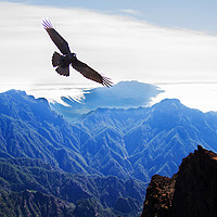 Buy canvas prints of Crow over the mountains by Keith Thorne