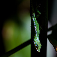 Buy canvas prints of Anole in the shadows by Keith Thorne