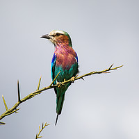 Buy canvas prints of Lilac-Breasted Roller by Keith Thorne