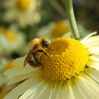 Buy canvas prints of Wimpole Bee by Mike Stevens