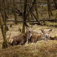 Buy canvas prints of Wild red deer by Gary Finnigan