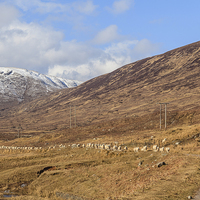 Buy canvas prints of March of the Sheep by Gary Finnigan