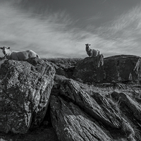 Buy canvas prints of Sheep by Gary Finnigan