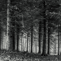 Buy canvas prints of Forest by Gary Finnigan
