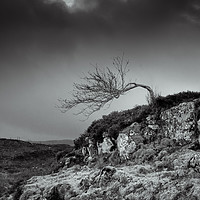 Buy canvas prints of Bent tree by Gary Finnigan