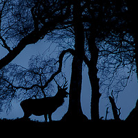 Buy canvas prints of Stag by Gary Finnigan